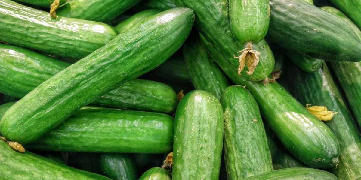 How To Grow Cucumber Effectively From Their Seeds At Home, Check It Out