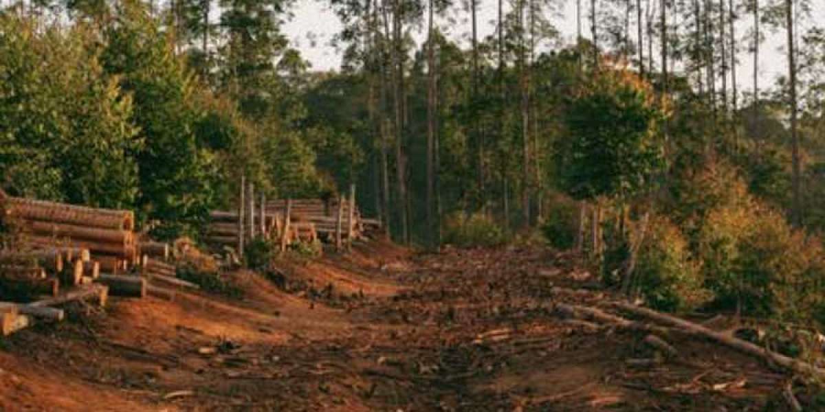 The Positive And Negative Consequences Of Deforestation