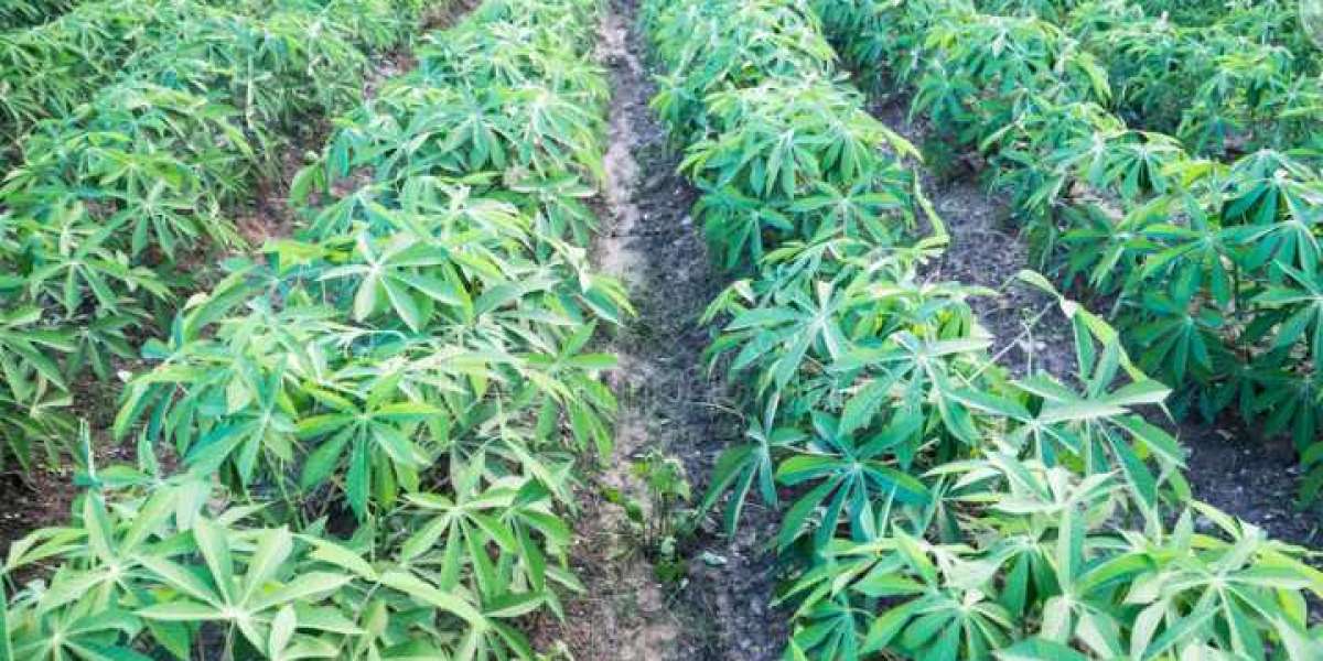 HOW TO CULTIVATE CASSAVA AS AN AGRICULTURAL PRODUCE FOR BUSINESS PURPOSE