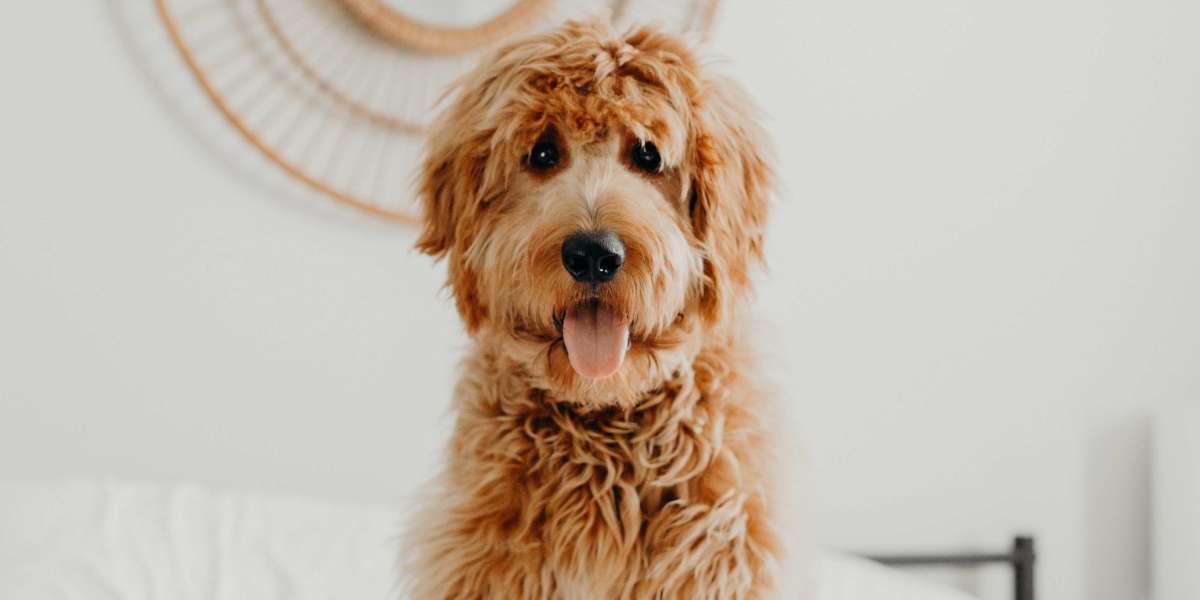 What To Do About Cbd Dog Shampoo Before It's Too Late