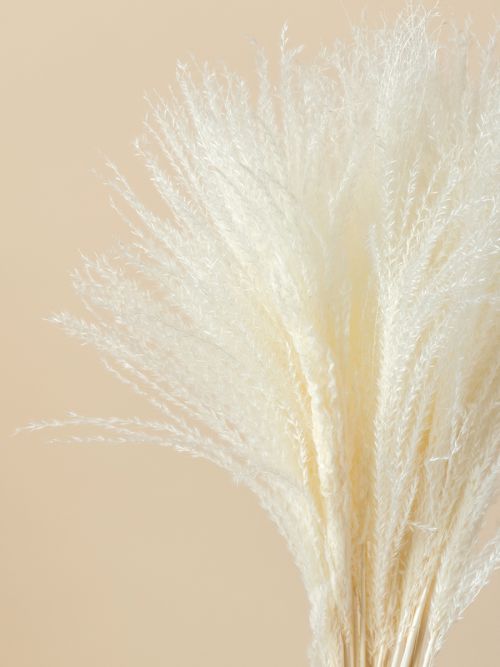 Buy Dried Pampas & Grass Online India | Whispering Homes